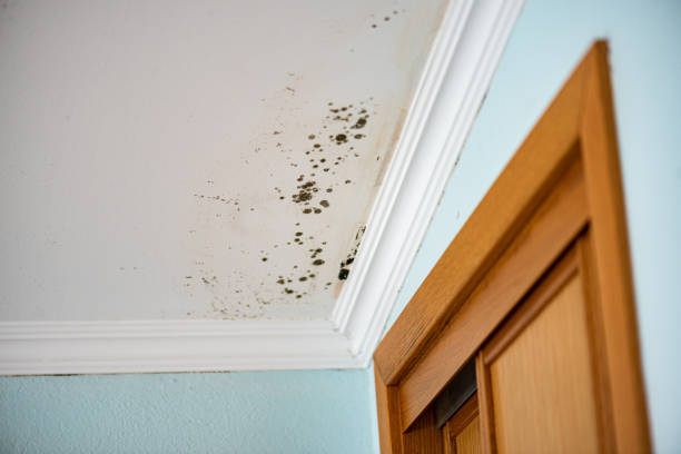 Best Attic Mold Remediation in Hagaman, NY