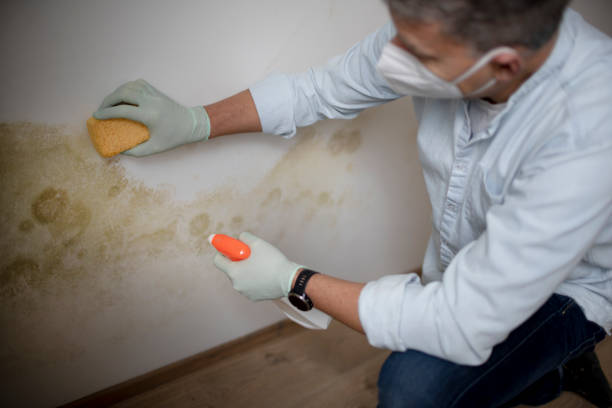 Best Residential Mold Remediation in Hagaman, NY