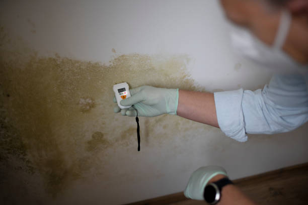 Best Post-Flood Mold Remediation in Hagaman, NY