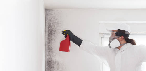 Best Insurance-Related Mold Remediation in Hagaman, NY